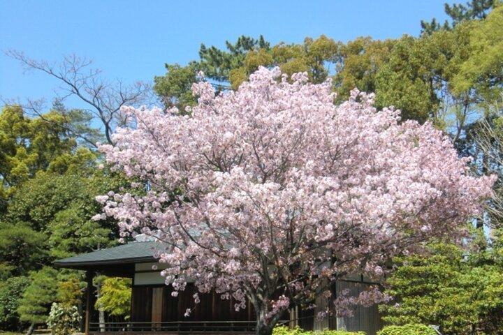 京都：二条城世界遺産ガイドツアー（入場料込み）
