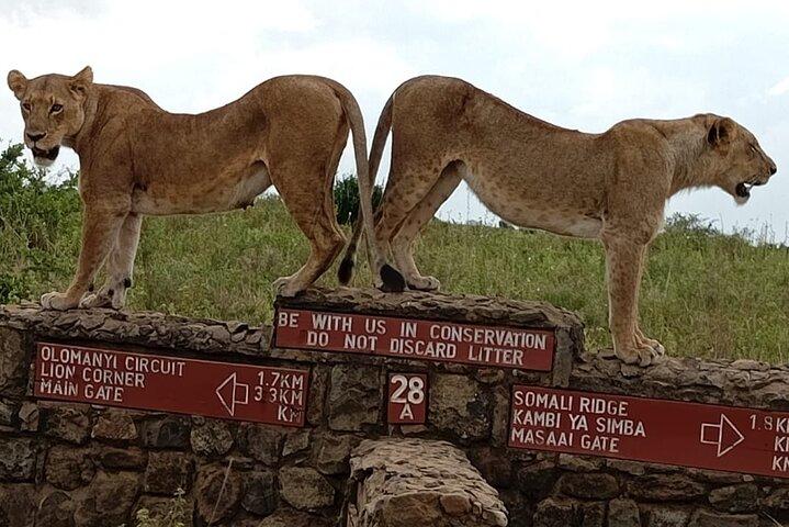 Excursion d'une demi-journée au parc national de Nairobi avec options