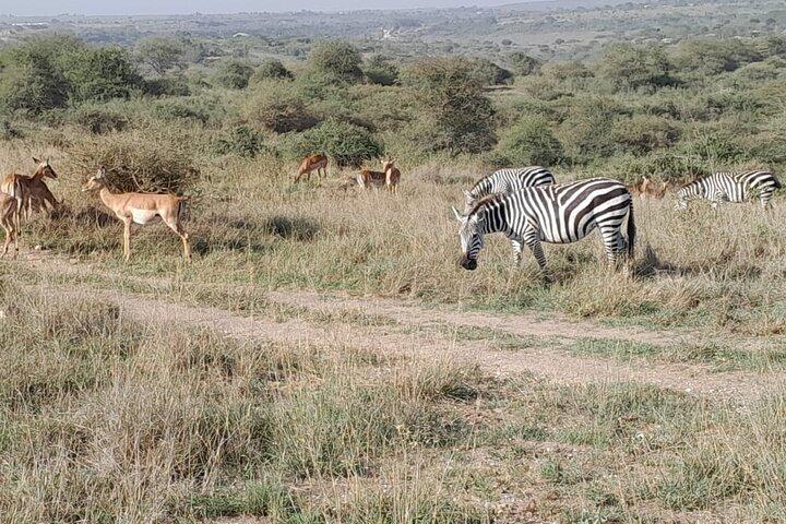 Excursion d'une demi-journée au parc national de Nairobi avec options