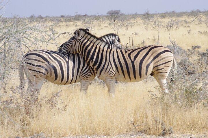 Safari in Namibia da 12 giorni