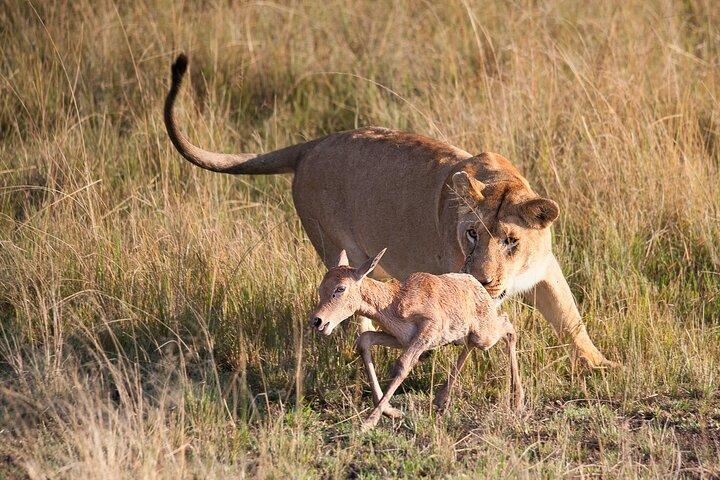 6 giorni al meglio del Kenya Safari