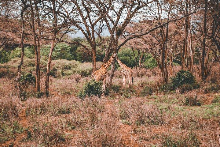 6 giorni al meglio del Kenya Safari