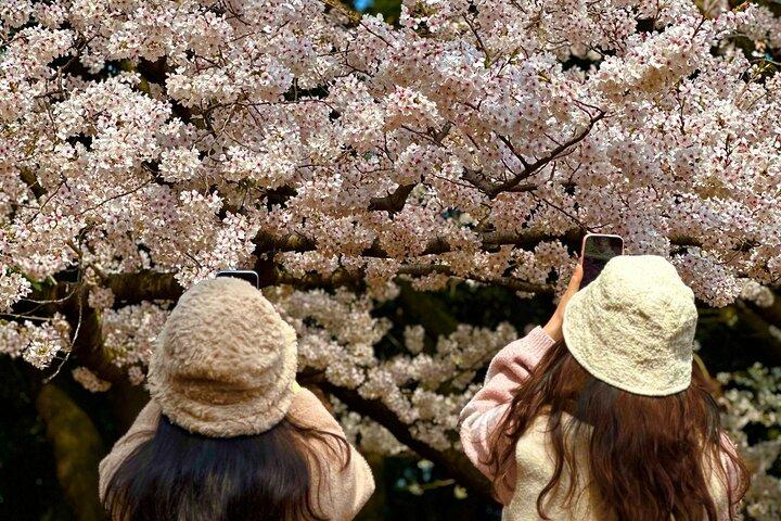 Lille gruppe East Jeju Cherry Blossom Tour & Kvinders Diver Show