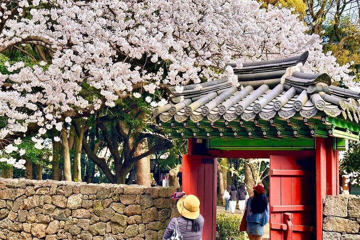 Lille gruppe East Jeju Cherry Blossom Tour & Kvinders Diver Show