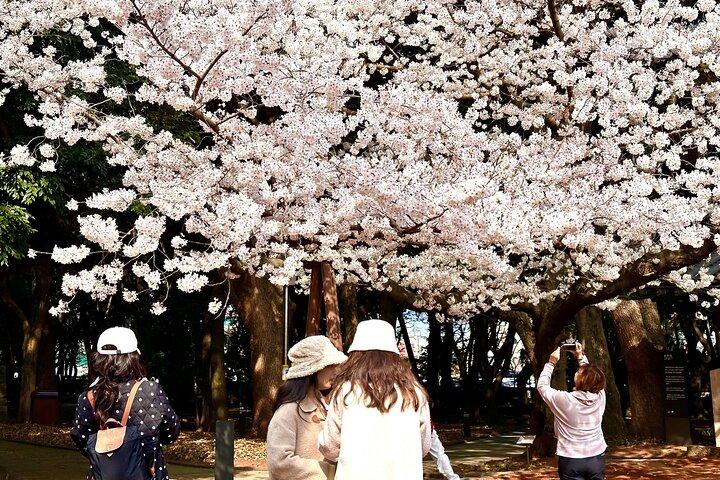 Lille gruppe East Jeju Cherry Blossom Tour & Kvinders Diver Show