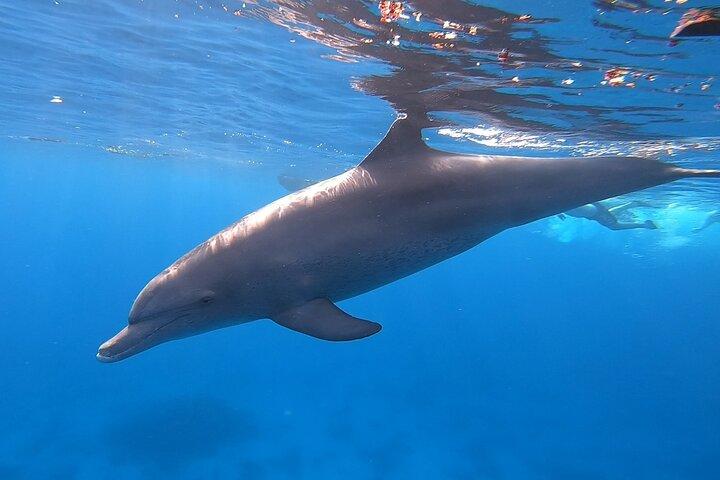 Dolphin House Excursão de snorkeling de Hurghada com almoço