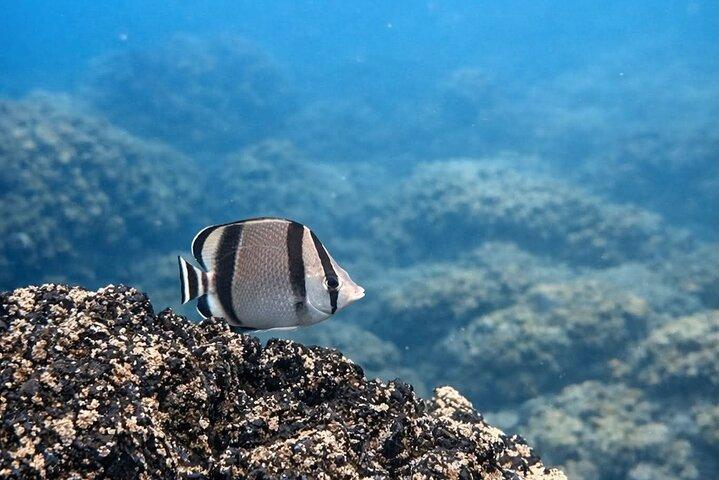 Tour di snorkeling pluripremiato a Isla Tortuga, alla scoperta della vita marina e dei panorami.