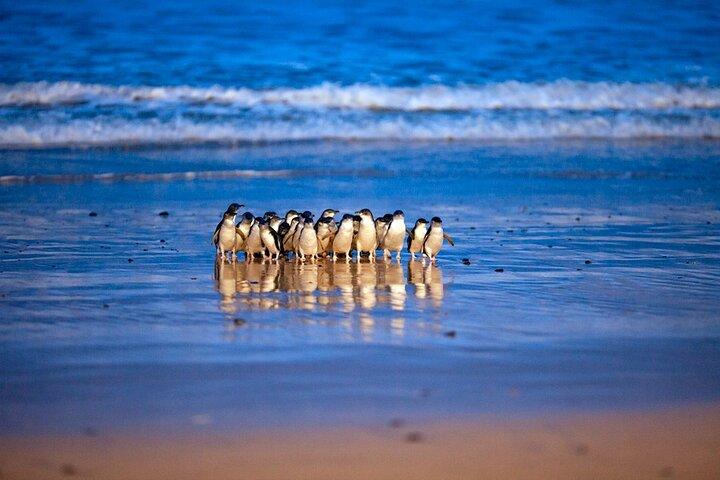 メルボルン発コアラと行くフィリップ島ペンギンパレード日帰りツアー
