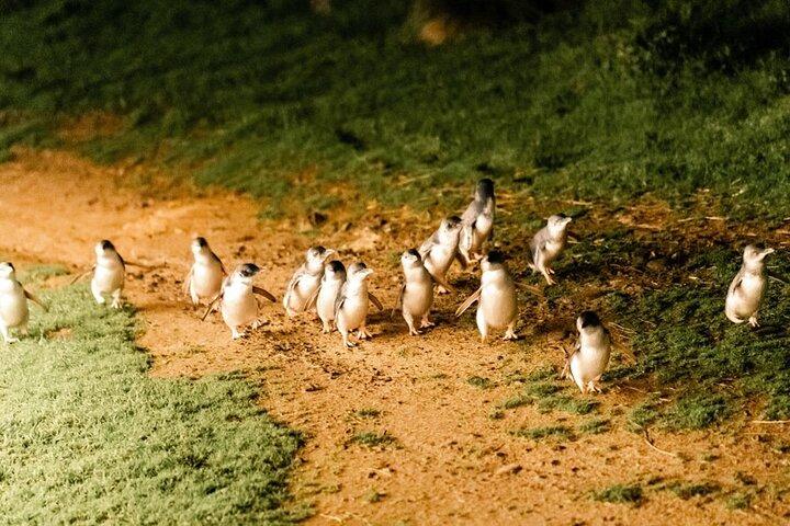 メルボルン発コアラと行くフィリップ島ペンギンパレード日帰りツアー