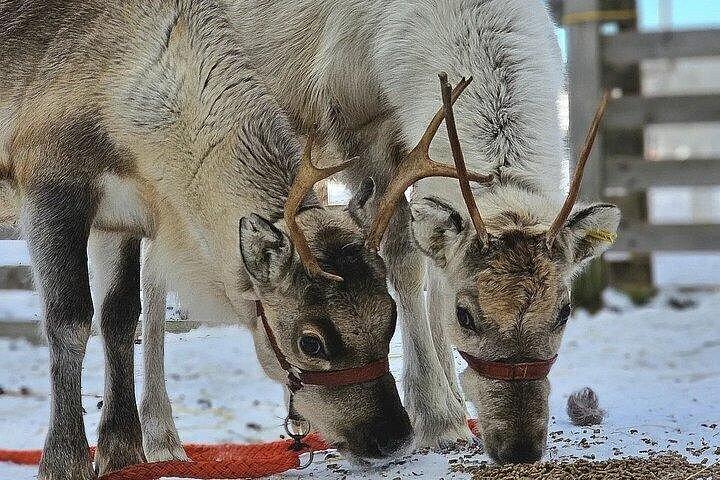 ロヴァニエミ : ハスキーサファリをトナカイ農場まで自走