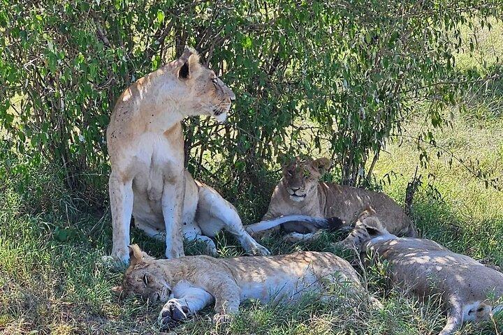 3 dagen 2 nachten Masai Mara neemt deel aan Safari vanuit Nairobi