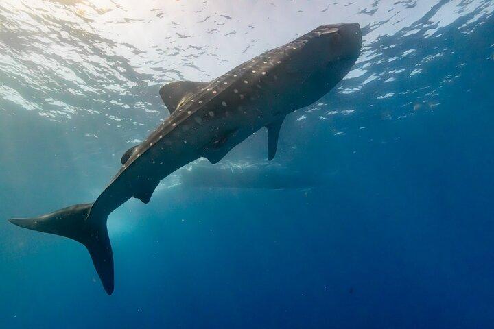 Tour de natação de tubarão-baleia e snorkeling em Isla Mujeres
