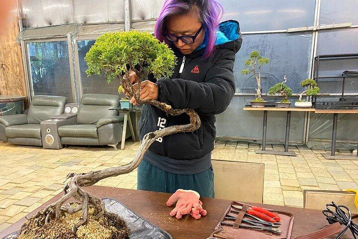 Esperienza di Bonsai Coreano in un tranquillo giardino di Seoul