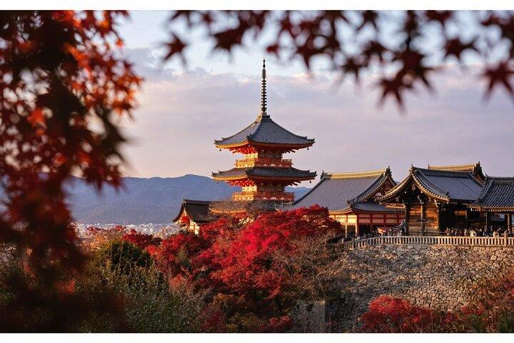 Excursión de un día a Kioto y Nara Fushimi Inari Parque Kiyomizu dera Nara