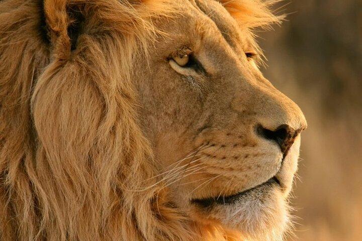 Safari e degustazione di vini dell'Aquila Big Five Tour privato di un'intera giornata