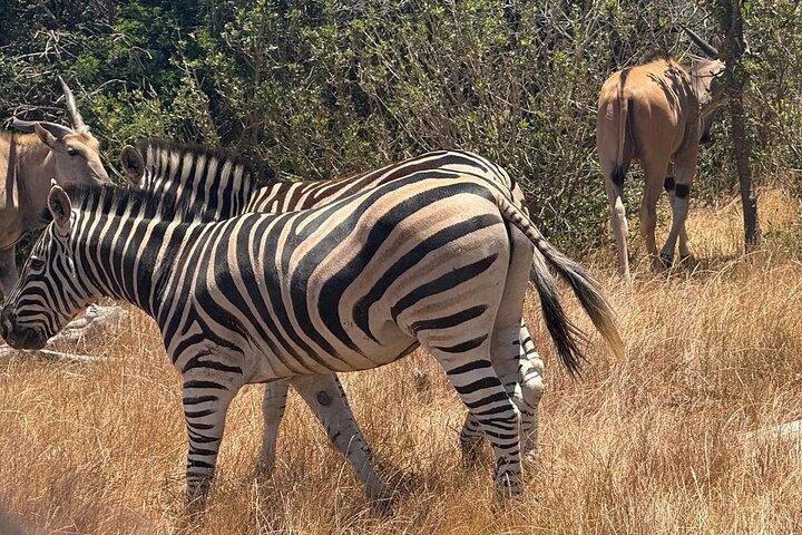 Private Safari Game Drive with Table Mountain Experience
