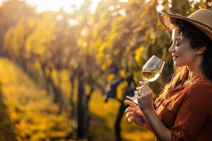 Sauternes Wine Tour Sweet Botrytis