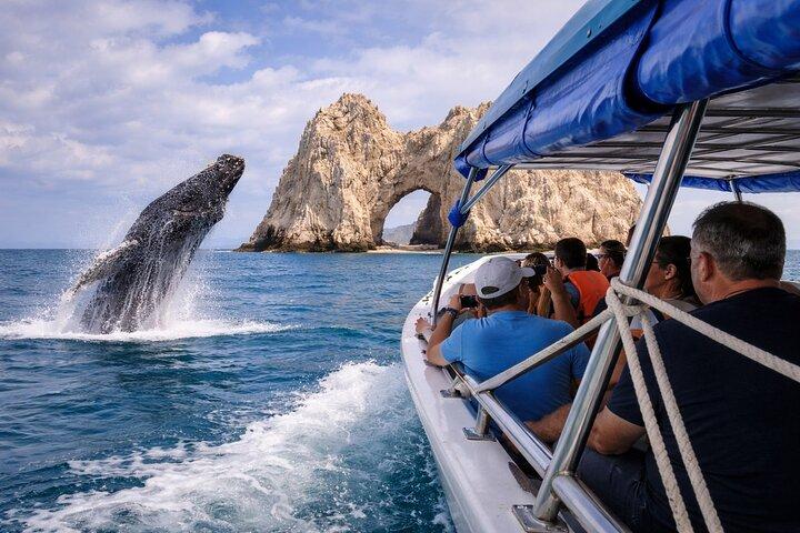 Avistamiento de ballenas en Cabo : Tour en grupo pequeño de 2 horas a The Arch