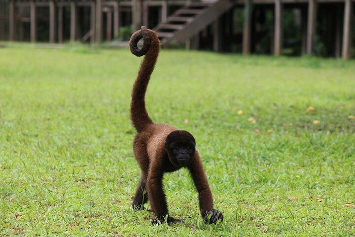 Iquitos: Full Day Monkey Island Adventure e muito mais
