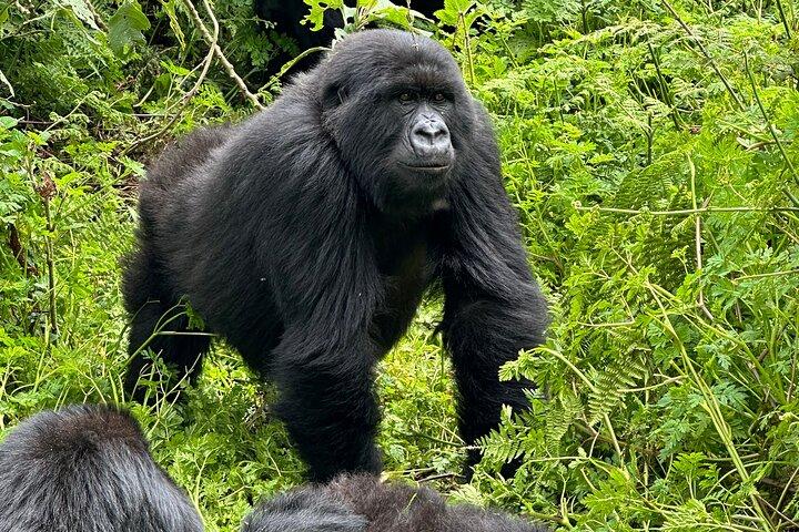 3 - Journée Rwanda Gorille et Singes d'Or Trekking Safari