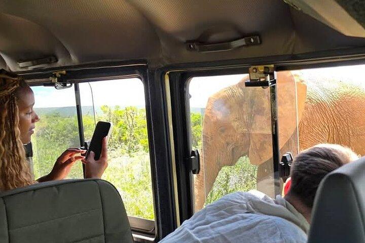 Excursión privada en safari por el parque nacional Addo Elephant