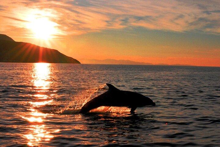 Olbia Dolphin watching and snorkeling boat tour