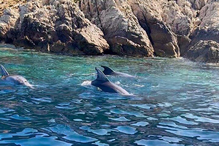 Passeio de barco para observação de golfinhos e mergulho com snorkel em Olbia