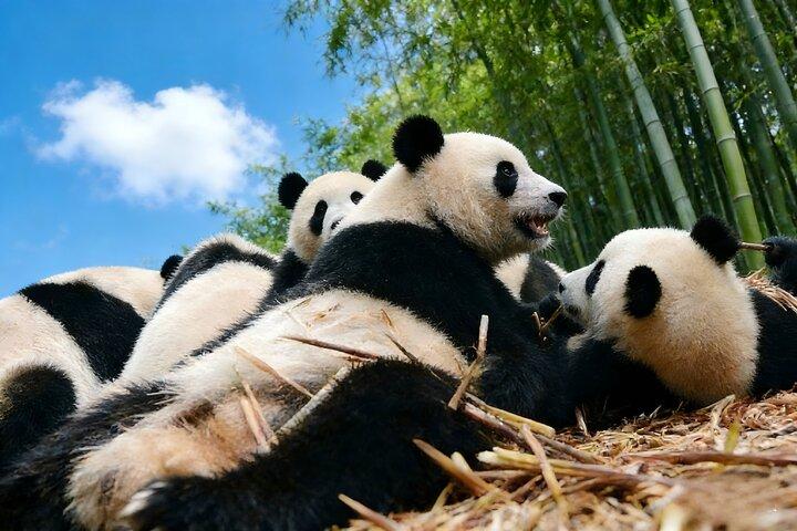 Viagem de um dia a Chengdu saindo de Xiamen por via aérea: Leshan Giant Buddha, Pandas e mais