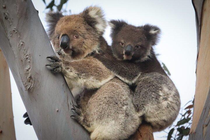 Kangaroo Island 2 - Tour di un giorno per piccoli gruppi