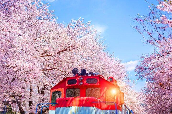 ソウル～鎮海桜祭り（釜山ドロップオフ付き）