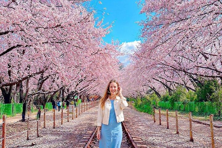 ソウル～鎮海桜祭り（釜山ドロップオフ付き）