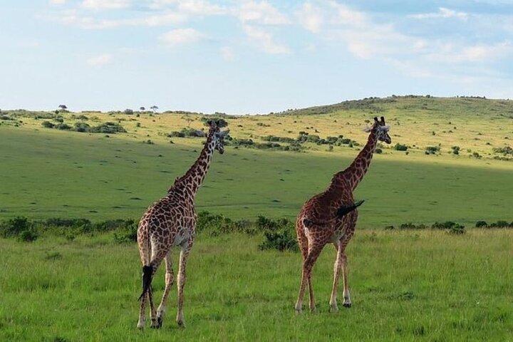 3 Day Maasai Mara Safari from Nairobi with Big Five Game Drives