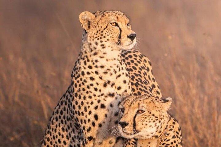 3 Day Maasai Mara Safari from Nairobi with Big Five Game Drives