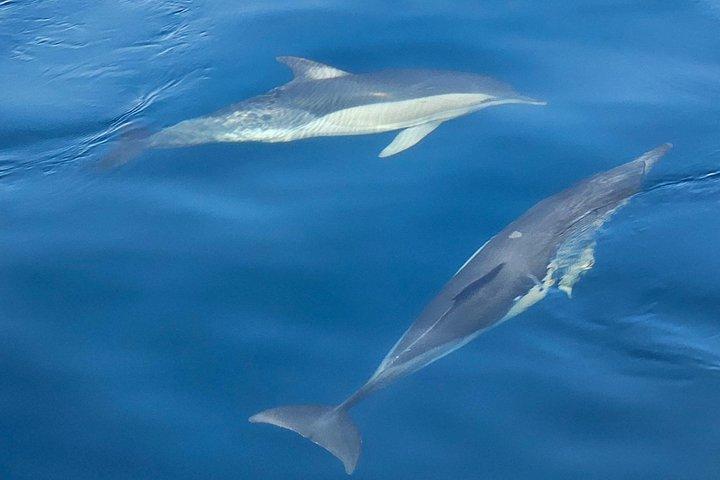 2 Stunden Delfinbeobachtung in Marbella