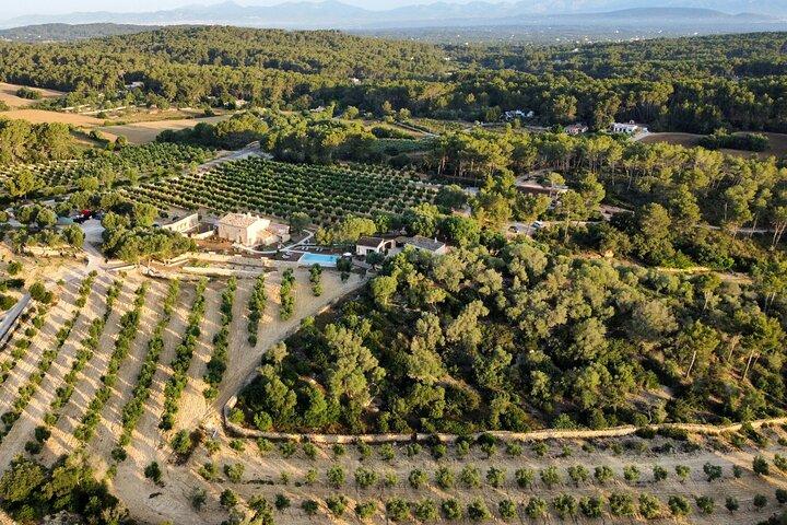 Olivenolie- og vinsmagning. Guidet tur i olivenlunden på Mallorca