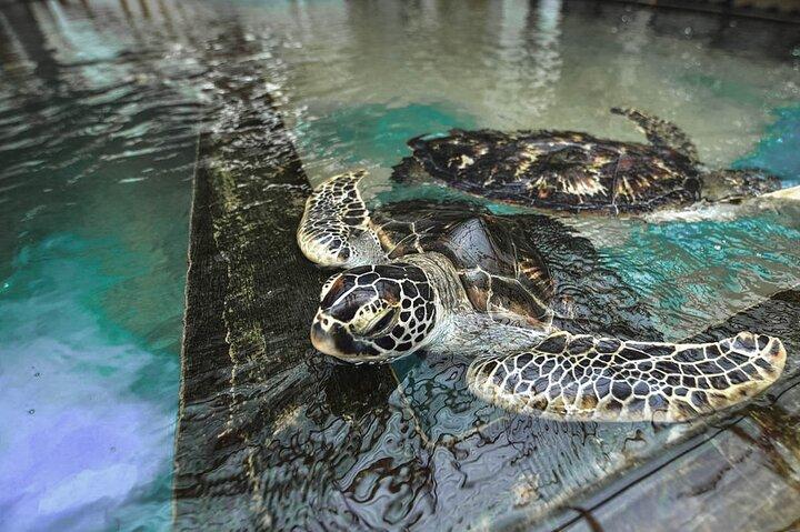 スリランカ南海岸日帰りツアー-ベントタ、ヒッカドゥワ、ゴール