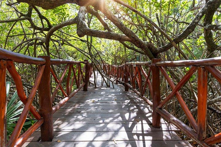 Tulum Private Cenotes Trio - Open, Semi Open and Cave experience
