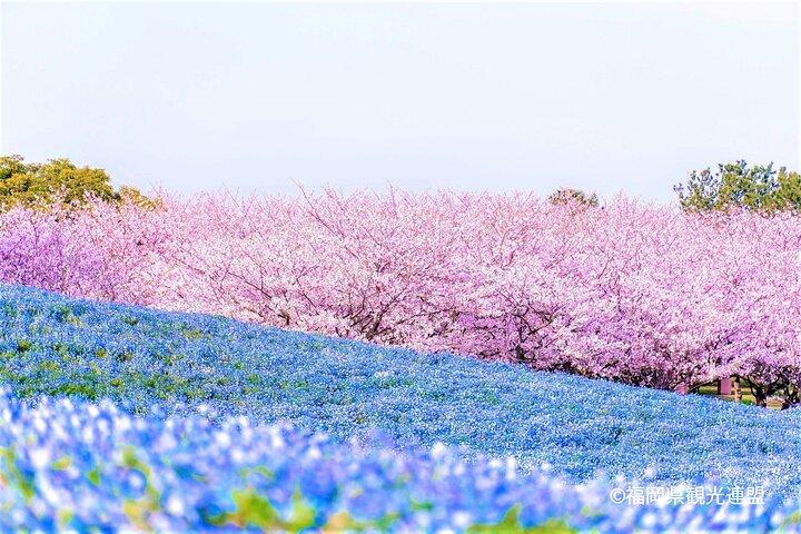 ヨカバス福岡海の中道・いちご農園・鎮国寺