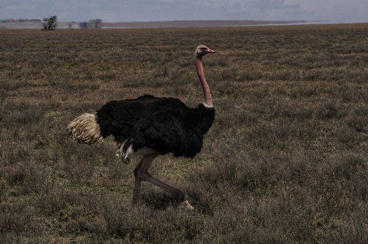 Ngorongoro Full Day Experience with Guide and Transfer