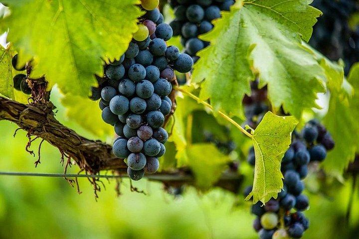 ソレント : ポンペイ、ヘルクラネウム、ヴェスヴィオワイン試飲とランチ
