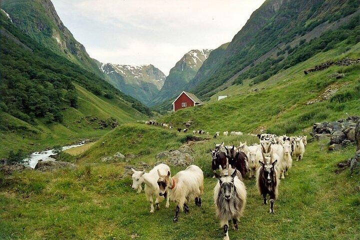 Bergen: Excursão em grupo pequeno com Flåm Cruise, Nature Walk, Goat Farm