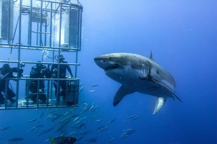 Shark Cage Diving Adventure in Gansbaai