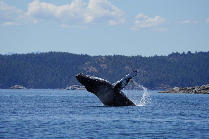 Anmeldelse af Ultimate Coastal Wildlife Tour