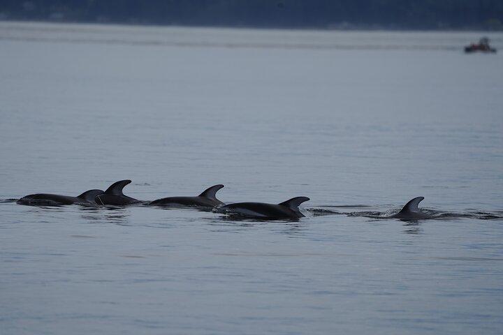 Anmeldelse af Ultimate Coastal Wildlife Tour