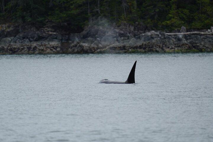 Anmeldelse af Ultimate Coastal Wildlife Tour
