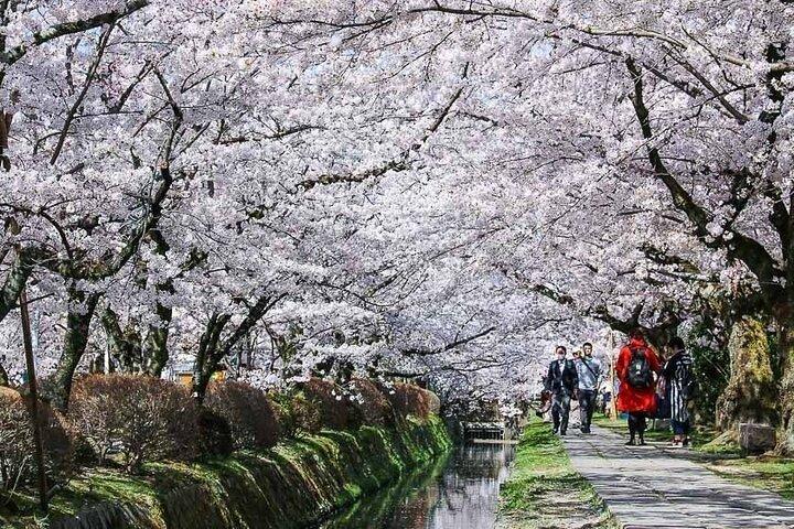 Kyoto: Excursão privada com Guia Inglês e Pickup do Hotel