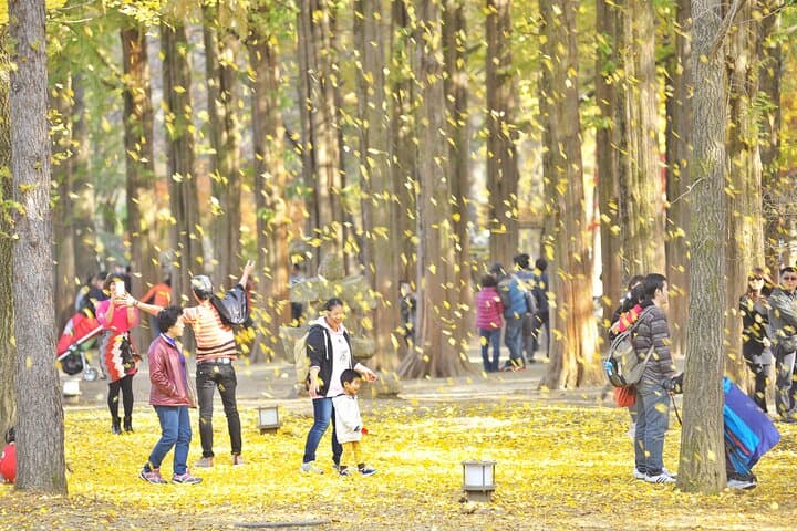 Korea's Best Nami Island & Garden of Morning Calm Trip from Seoul