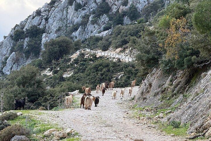 Kefalonia Premium 4×4 Sunset Experience