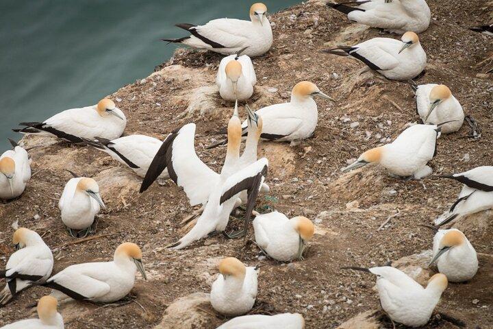 Muriwai GANNET Colony & Wine Tasting - Excursão de meio dia em Auckland
