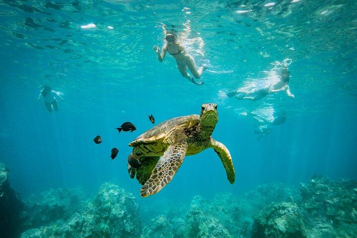 Mala Wharf Lahaina Schnorchel mit Schildkröten Kostenlose Fotos - Anfänger